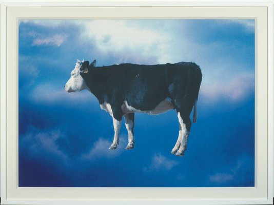 Alternate image of Untitled (cow) by Michael Riley