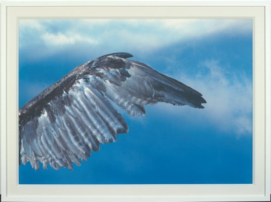 Alternate image of Untitled (crow, right wing, closed) by Michael Riley