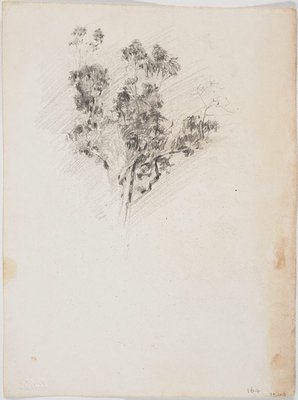 Alternate image of recto: Study, standing male
verso: Tree study by Lloyd Rees