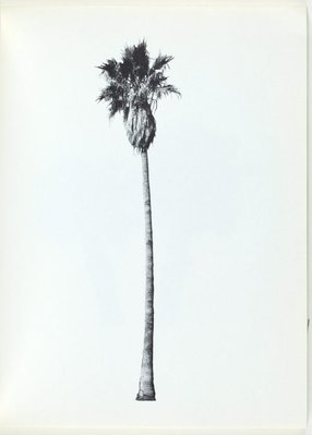 Alternate image of A few palm trees by Edward Ruscha