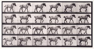 Animal Locomotion - An Electrophotographic Investigation of Consecutive Phases of Animal Movements. Plate 574. "Hansel" walking, free [Vol. 9 Horses], 1885-1886,  by Eadweard Muybridge