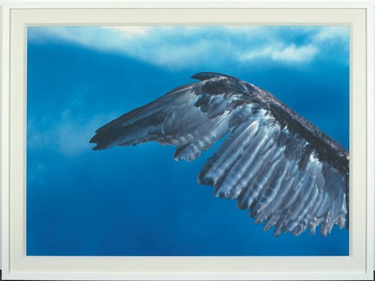 Alternate image of Untitled (crow, left wing, closed) by Michael Riley