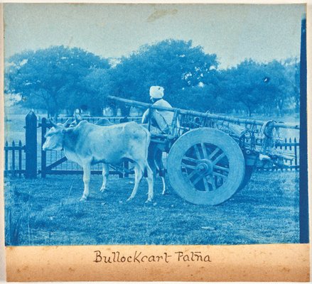 Alternate image of Bullock cart and driver, Patna by Unknown photographer
