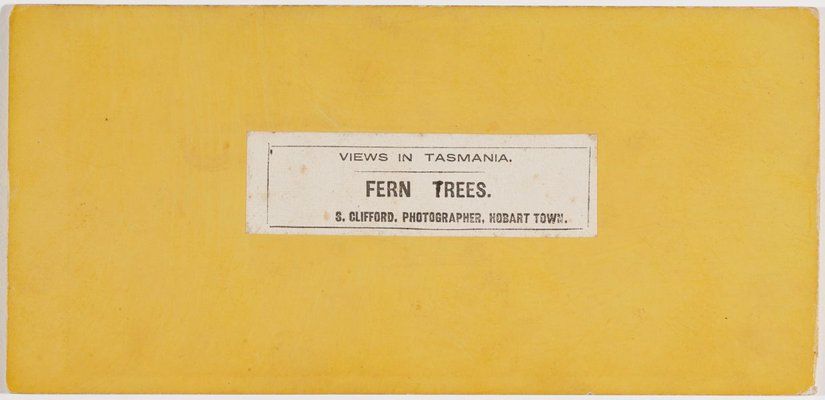 Alternate image of Fern trees by Samuel Clifford