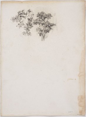 Alternate image of recto: Napoleon
verso: Trees by Lloyd Rees