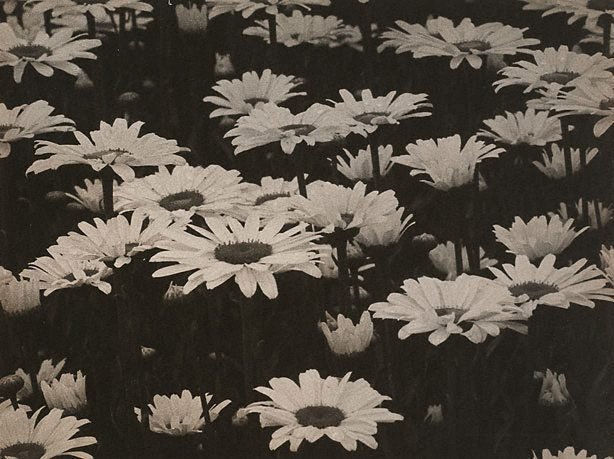 AGNSW collection August Sander Field with marguerites 1930s